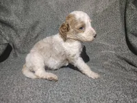 Max, a male Poodle - Standard  for sale in Sylvester, GA – 2 of 3