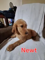 Newt, a male Golden Retriever and Irish Setter for sale in Sylvester, GA – 4 of 4