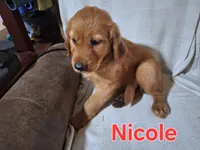 Nicole , a female Golden Retriever and Irish Setter for sale in Sylvester, GA – 2 of 4