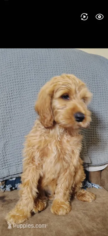 Ichabod (mini) – Irish Doodle puppy for sale in Sylvester, GA