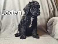 Jalen (f1bb), a male Labradoodle for sale in Sylvester, GA – 1 of 4