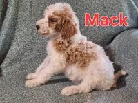 Mack, a male Poodle - Standard  for sale in Sylvester, GA – 2 of 4