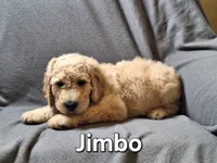 Jimbo (f1bb), a male Labradoodle for sale in Sylvester, GA – 3 of 4