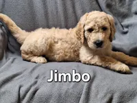 Jimbo (f1bb), a male Labradoodle for sale in Sylvester, GA – 2 of 4