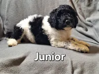 Junior(f1bb), a male Labradoodle for sale in Sylvester, GA – 3 of 4