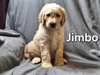 Jimbo (f1bb), a male Labradoodle for sale in Sylvester, GA – 4 of 4