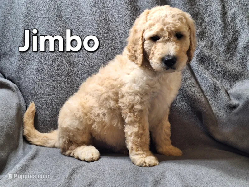 Jimbo (f1bb) – Labradoodle puppy for sale in Sylvester, GA