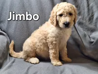 Jimbo (f1bb), a male Labradoodle for sale in Sylvester, GA – 1 of 4