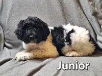Junior(f1bb), a male Labradoodle for sale in Sylvester, GA – 4 of 4