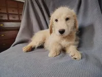 Kai(mini), a male Goldendoodle and Labradoodle for sale in Sylvester, GA – 3 of 4