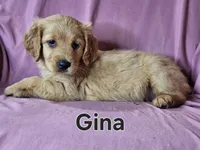 Gina , a female Golden Irish for sale in Sylvester, GA – Photo 1 of 4