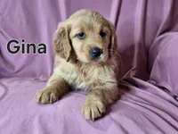 Gina , a female Golden Irish for sale in Sylvester, GA – Photo 2 of 4