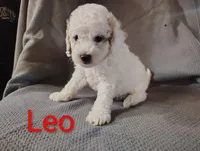 Leo, a male Cockapoo for sale in Sylvester, GA – 2 of 4
