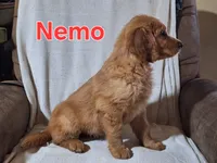 Nemo, a male Golden Retriever and Irish Setter for sale in Sylvester, GA – 3 of 4