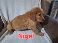 Nigel, a male Golden Retriever and Irish Setter for sale in Sylvester, GA – 3 of 4