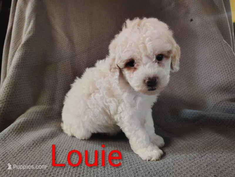 Louie – Cockapoo puppy for sale in Sylvester, GA