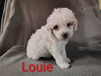 Louie, a male Cockapoo for sale in Sylvester, GA – 1 of 4