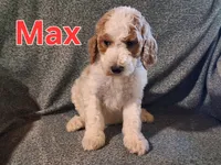 Max, a male Poodle - Standard  for sale in Sylvester, GA – 2 of 7