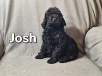 Josh (f1bb), a male Labradoodle for sale in Sylvester, GA – 4 of 4