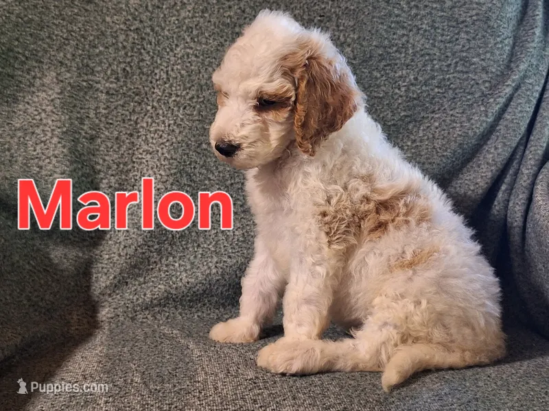 Marlon – Poodle - Standard  puppy for sale in Sylvester, GA