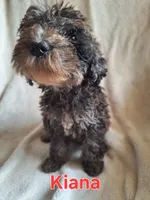 Kiana(mini), a female Goldendoodle and Labradoodle for sale in Sylvester, GA – 3 of 4