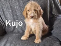Kujo(mini) , a male Goldendoodle and Labradoodle for sale in Sylvester, GA – 2 of 4