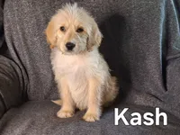 Kash( mini), a male Goldendoodle and Labradoodle for sale in Sylvester, GA – 1 of 4