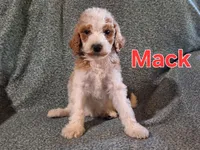 Mack, a male Poodle - Standard  for sale in Sylvester, GA – 2 of 4