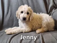 Jenny (f1bb), a female Labradoodle for sale in Sylvester, GA – 3 of 4