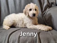 Jenny (f1bb), a female Labradoodle for sale in Sylvester, GA – 4 of 4