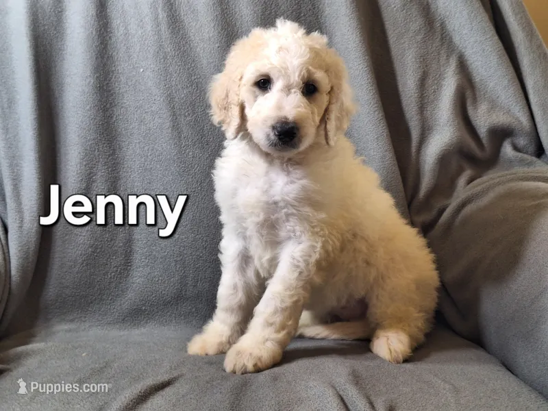Jenny (f1bb) – Labradoodle puppy for sale in Sylvester, GA