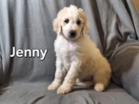 Jenny (f1bb), a female Labradoodle for sale in Sylvester, GA – 1 of 4