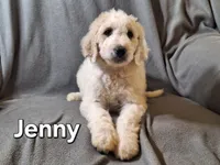 Jenny (f1bb), a female Labradoodle for sale in Sylvester, GA – 2 of 4