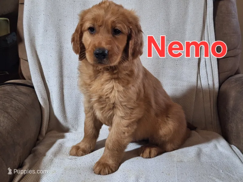 Nemo – Golden Retriever, Irish Setter puppy for sale in Sylvester, GA