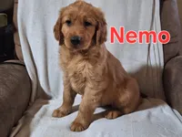 Nemo, a male Golden Retriever and Irish Setter for sale in Sylvester, GA – 1 of 4