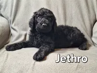 Jethro (f1bb), a male Labradoodle for sale in Sylvester, GA – 4 of 4