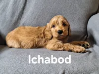 Ichabod (mini), a male Irish Doodle for sale in Sylvester, GA – Photo 4 of 4