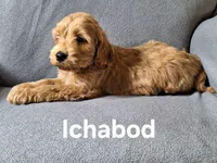 Ichabod (mini), a male Irish Doodle for sale in Sylvester, GA – Photo 3 of 4