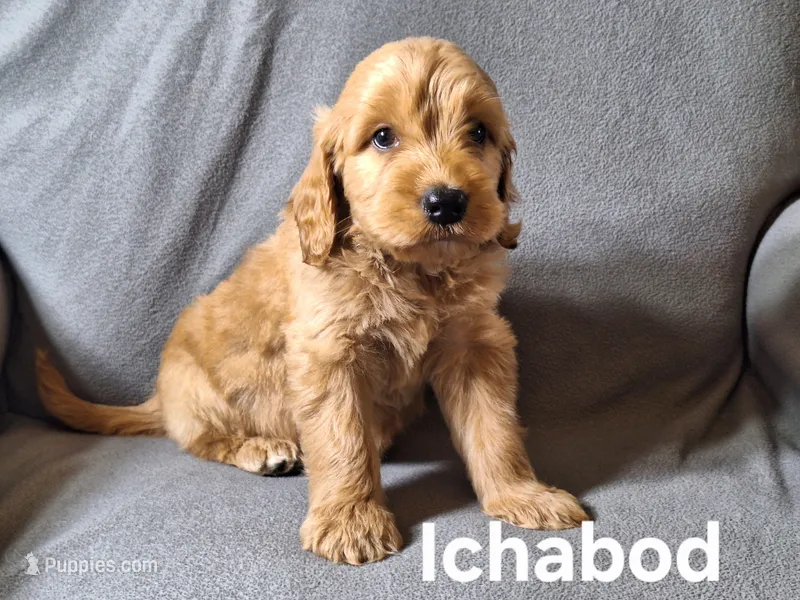 Ichabod (mini) – Irish Doodle puppy for sale in Sylvester, GA