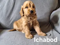 Ichabod (mini), a male Irish Doodle for sale in Sylvester, GA – Photo 2 of 4