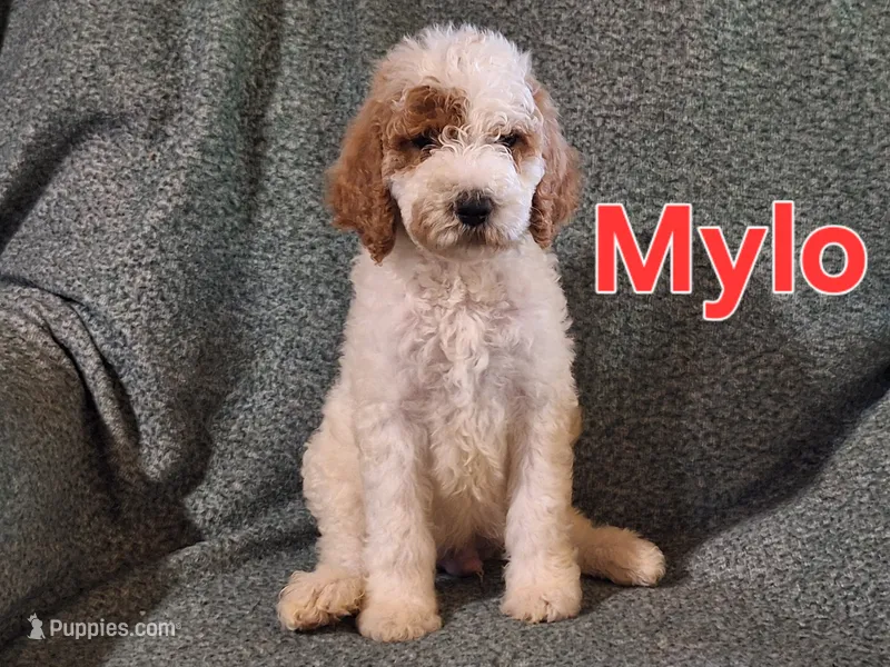 Mylo – Poodle - Standard  puppy for sale in Sylvester, GA