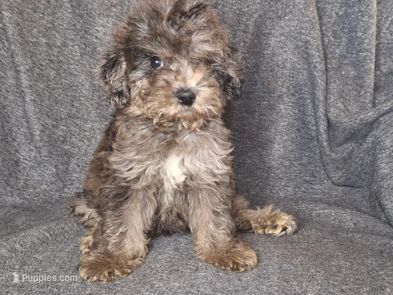 Kiana(mini) – Goldendoodle, Labradoodle puppy for sale in Sylvester, GA
