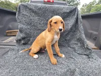 Ian (mini), a male Labrador Retriever for sale in Sylvester, GA – 2 of 6