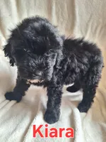 Kiara(mini), a female Goldendoodle and Labradoodle for sale in Sylvester, GA – 3 of 4