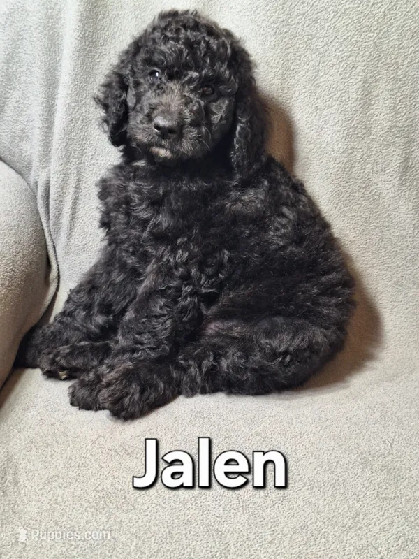Jalen (f1bb) – Labradoodle puppy for sale in Sylvester, GA