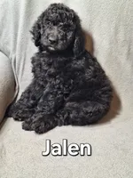 Jalen (f1bb), a male Labradoodle for sale in Sylvester, GA – 1 of 4