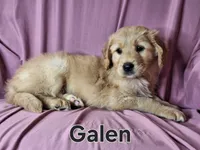 Galen , a male Golden Irish for sale in Sylvester, GA – Photo 2 of 4
