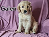 Galen , a male Golden Irish for sale in Sylvester, GA – Photo 1 of 4