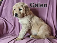 Galen , a male Golden Irish for sale in Sylvester, GA – Photo 3 of 4