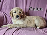 Galen , a male Golden Irish for sale in Sylvester, GA – Photo 4 of 4